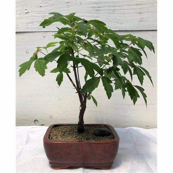 Paisaje Paperbark Maple Bonsai Tree - Acer Griseum PA2802607